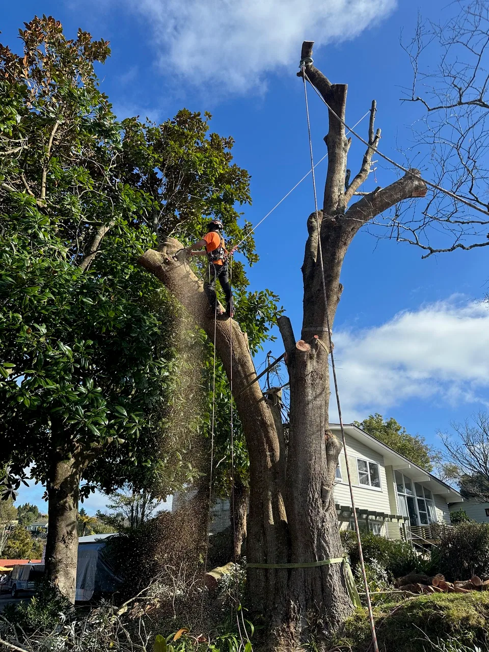 A consulting arborist measuring and documenting a mature Rotorua tree