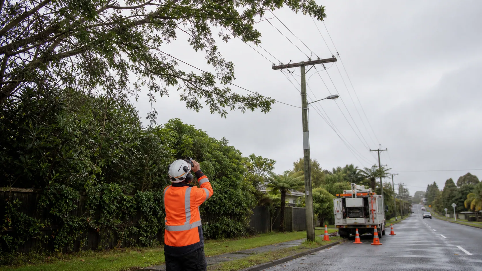 Who Should Handle Trees Growing Near Powerlines?