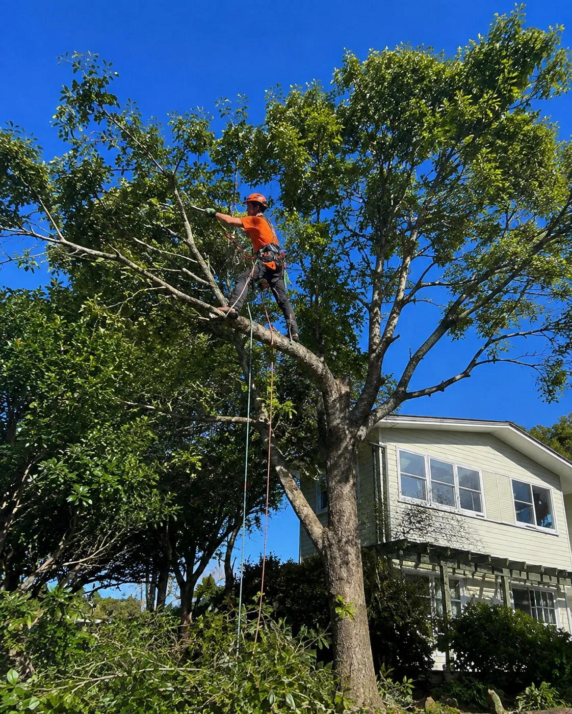 An organised arborist crew maintaining trees in a Rotorua public streetscape