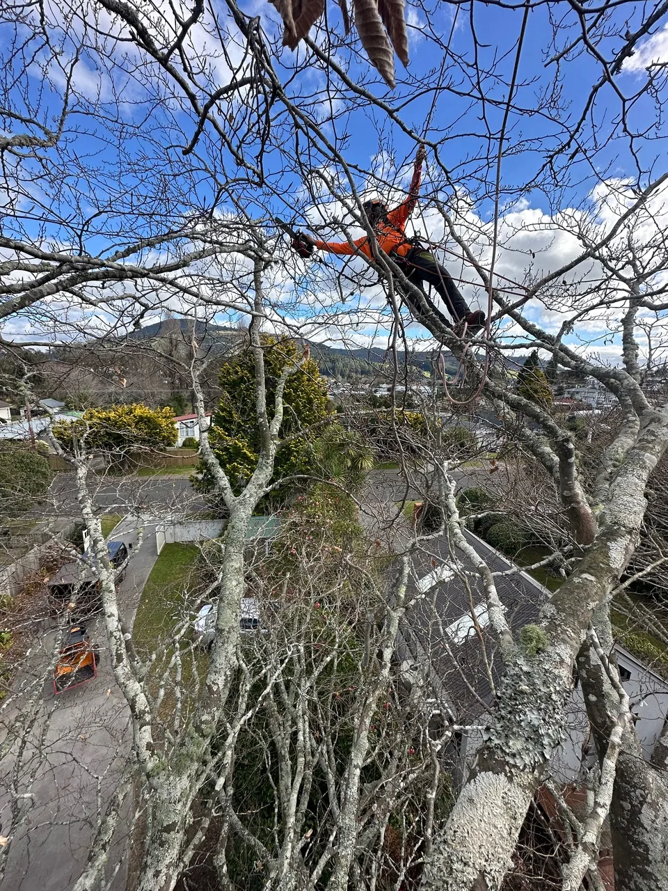 Rotorua arborists separating logs and feeding branches into a wood chipper