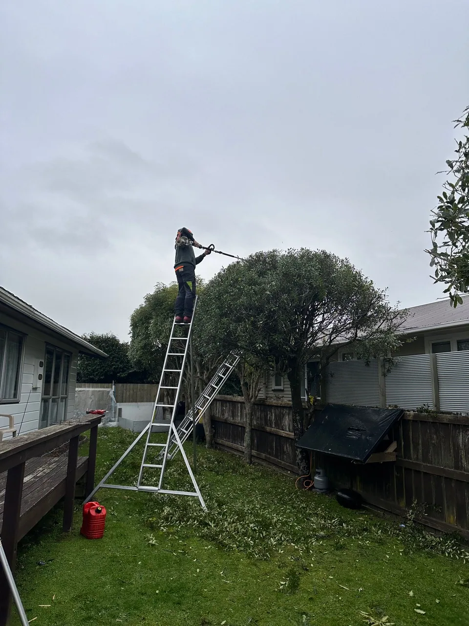 Arborists professionally trimming a tall hedge at a Rotorua home