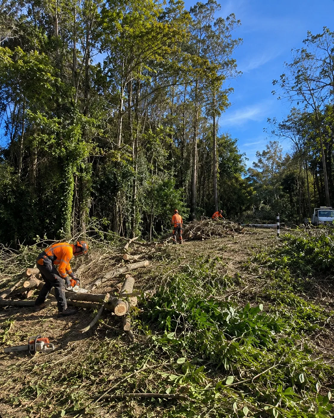Crane-assisted removal of a tall tree beside Rotorua homes