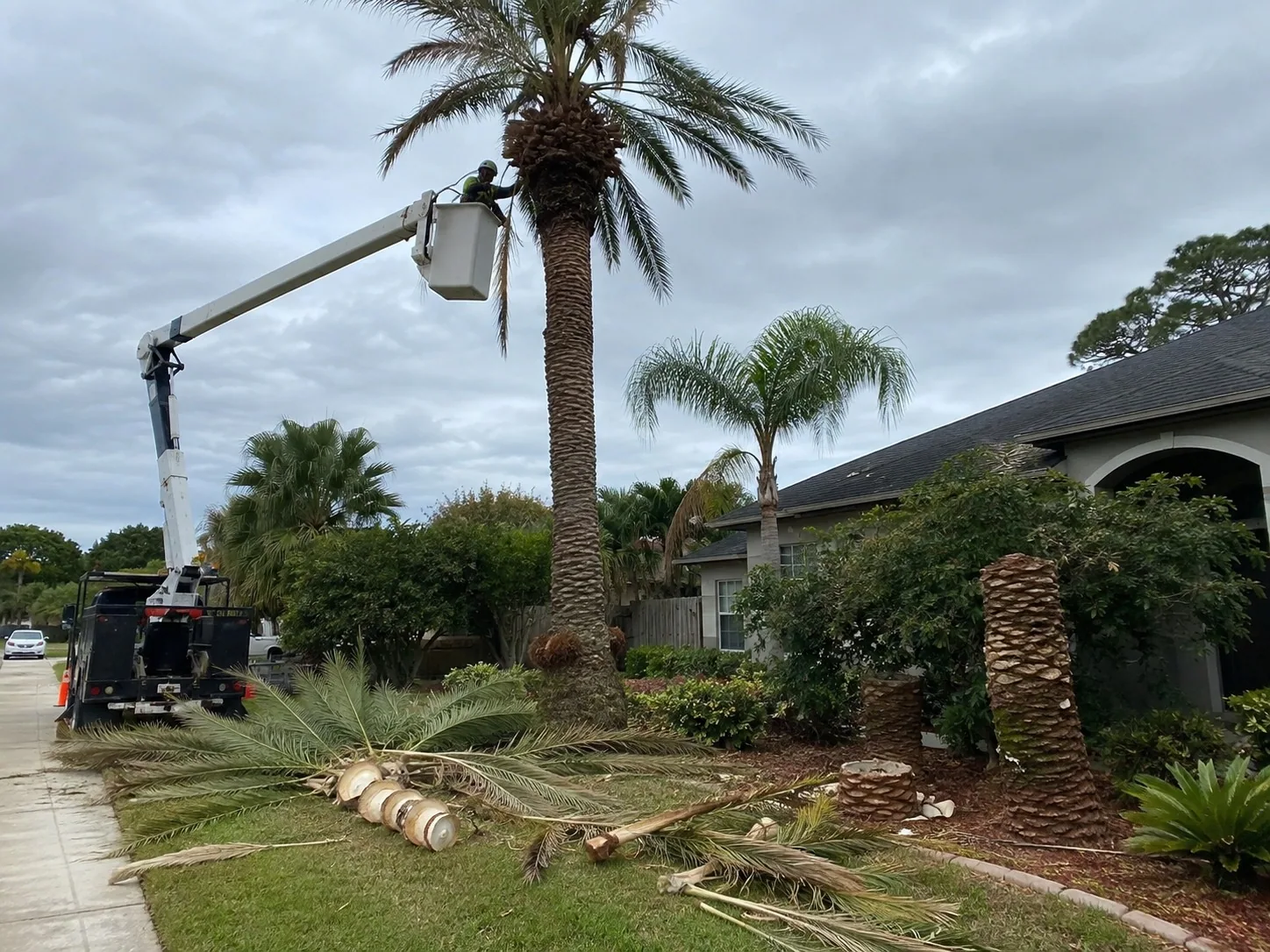 An arborist lowering a palm section during controlled removal at a Rotorua home
