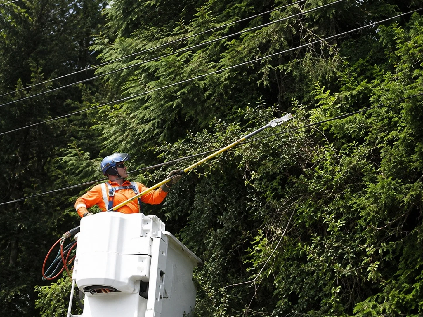 A specialist crew managing tree growth near Rotorua powerlines