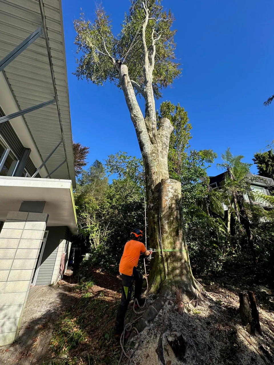 Arborists aerating compacted soil around a mature Rotorua tree