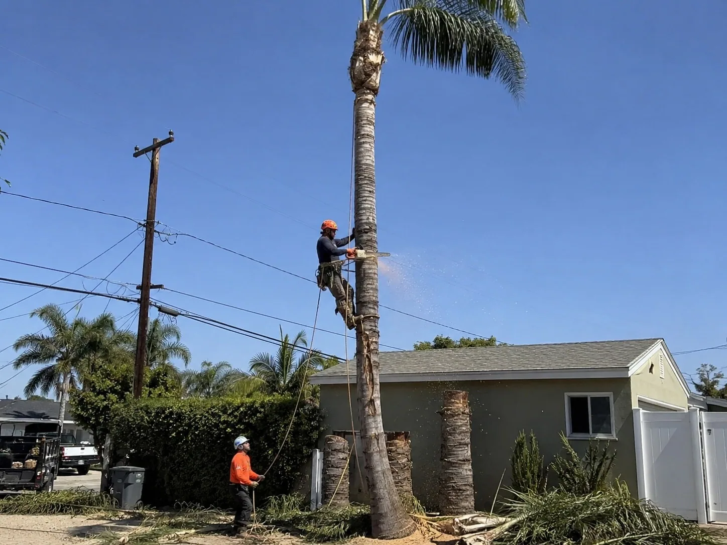 Arborists using controlled rigging on a storm-damaged Rotorua tree