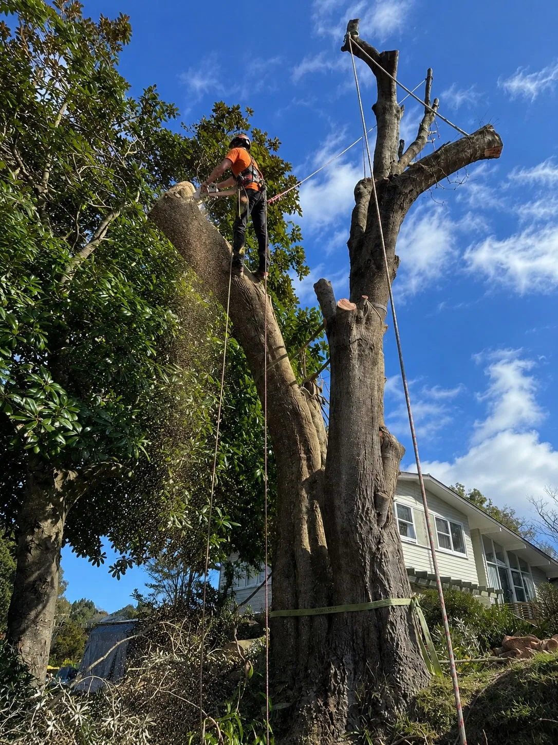 A climbing arborist fitting support cabling in a mature Rotorua tree