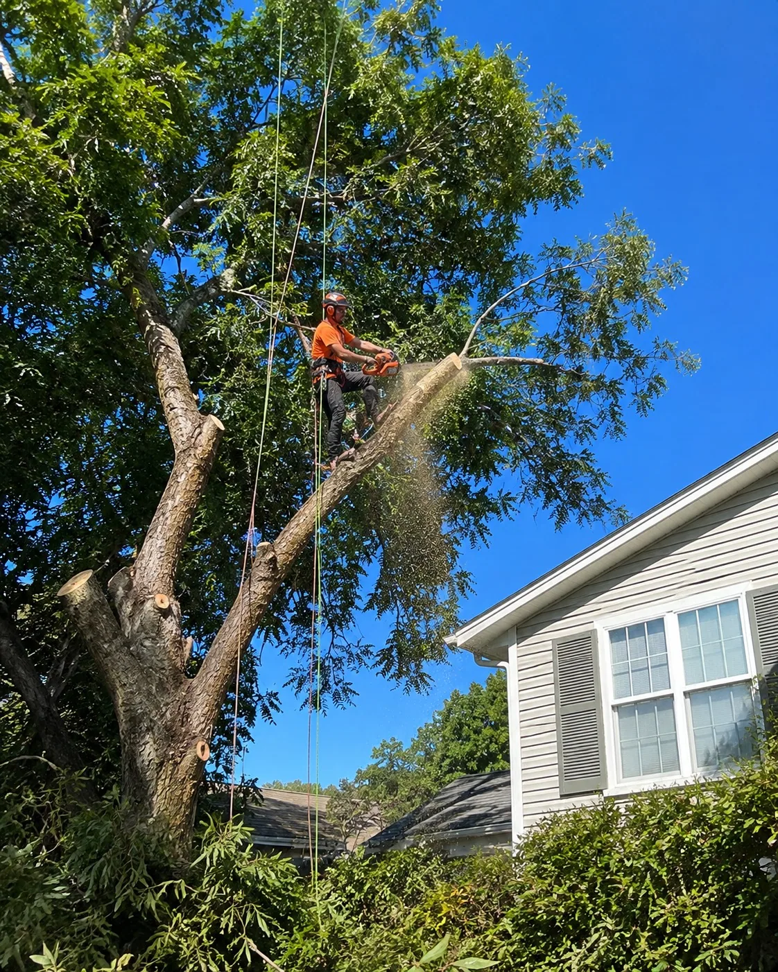 Arborists selectively trimming a garden tree at a Rotorua property