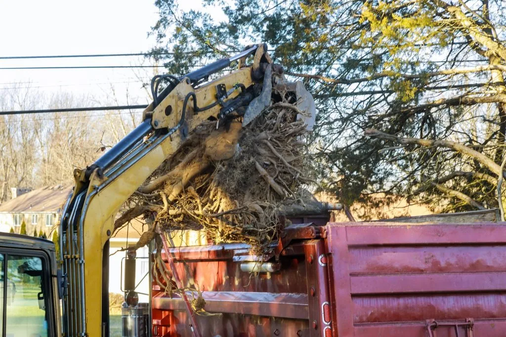 Emergency Tree Removal Rotorua