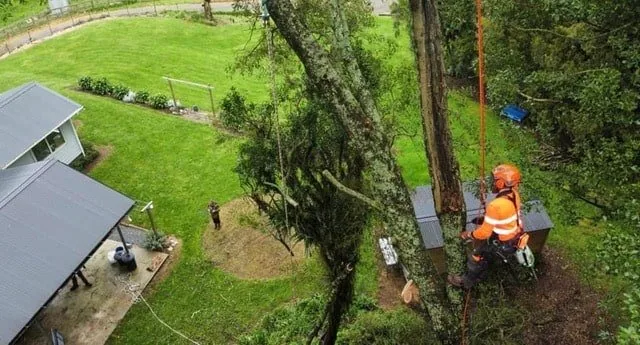 Tree Work and Rotorua Council Rules – Do You Need Permission?