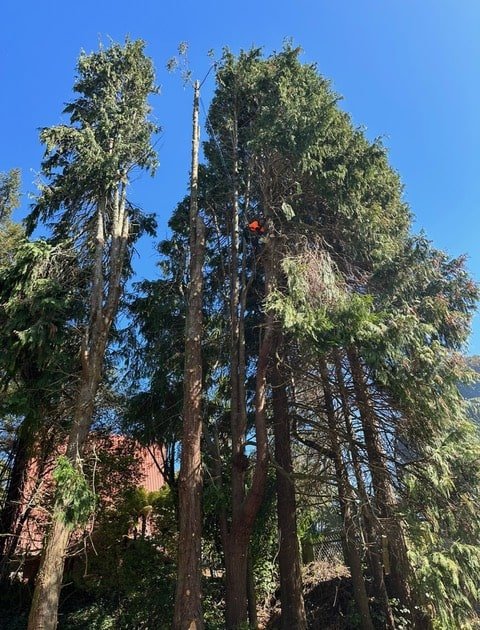 stump removal